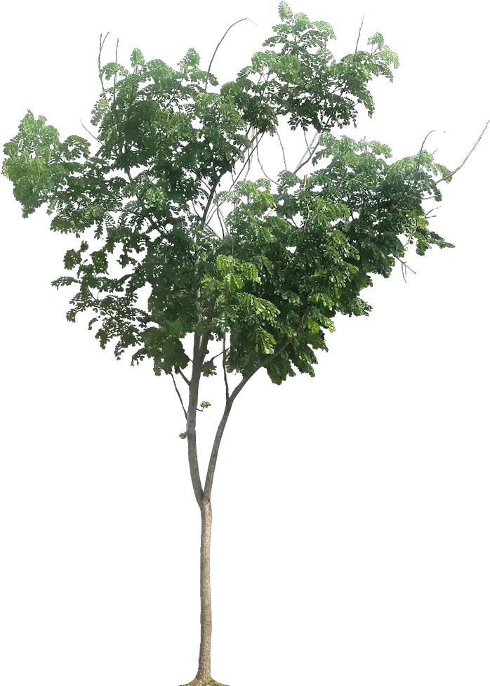 Small Tree Png