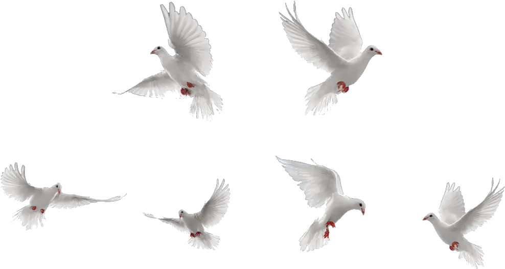 Birds Png Image Transparent Transparent White Bird Png