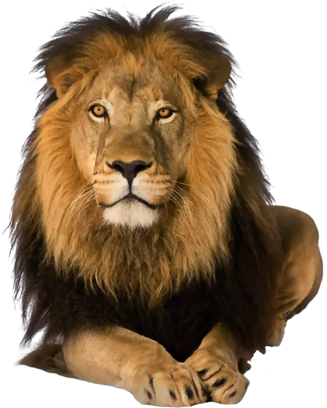 Lion Png Lion On Transparent Background