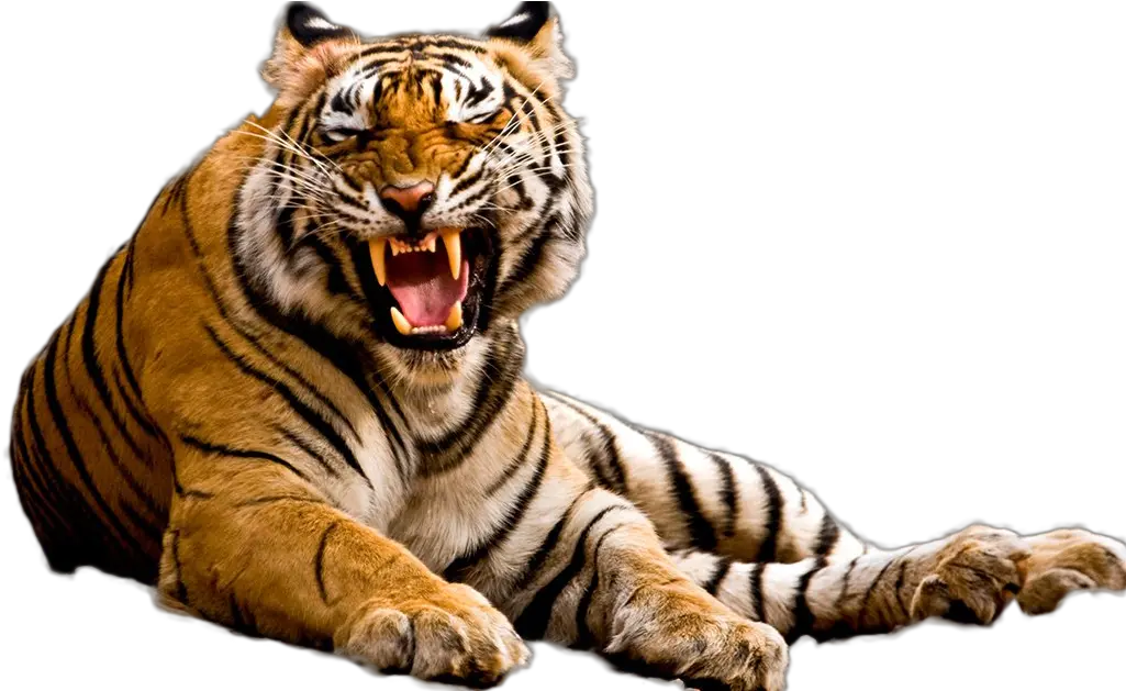 Tiger Png Image Tiger Png