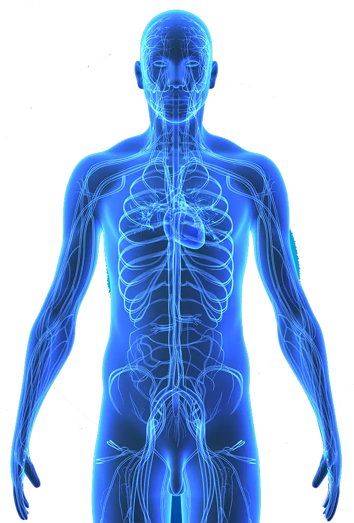 Human Body Anatomy Png