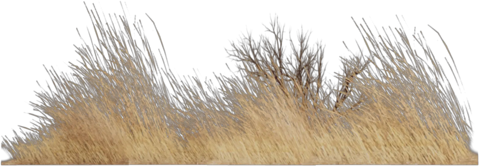 grass nature old vintage landscape brown Grass