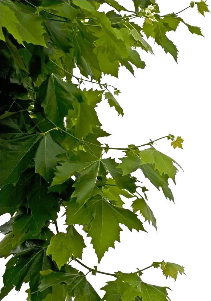 Tree Leaves Png Hd