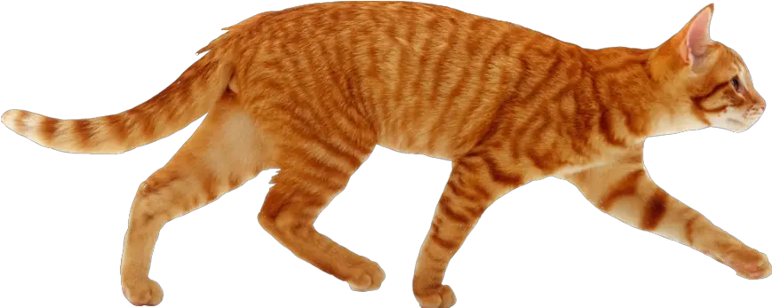 cat cutout ginger red tabby walking Not freetoedit Cat Running