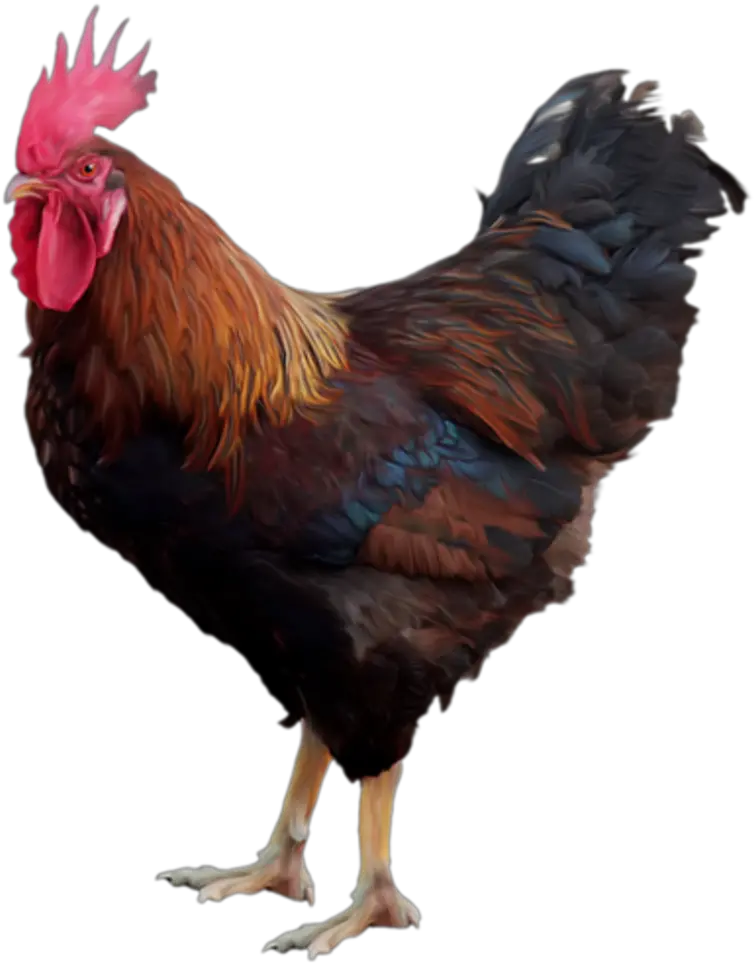 Hen Clipart Free Range Chicken Cock Png