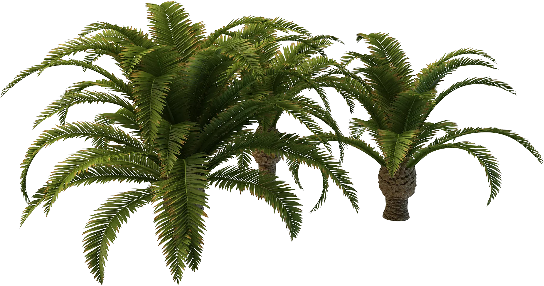 Small Palm Tree Png