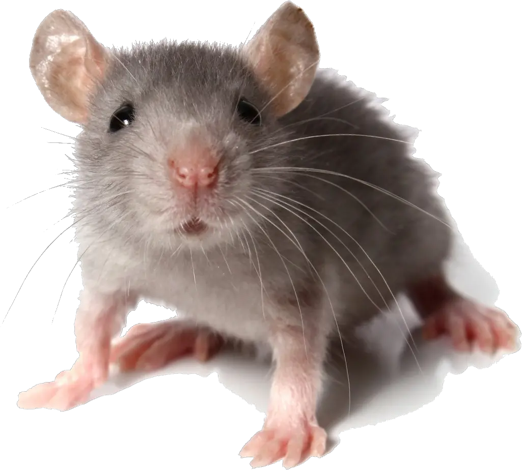 Rat Transparent Png Mouse Animal