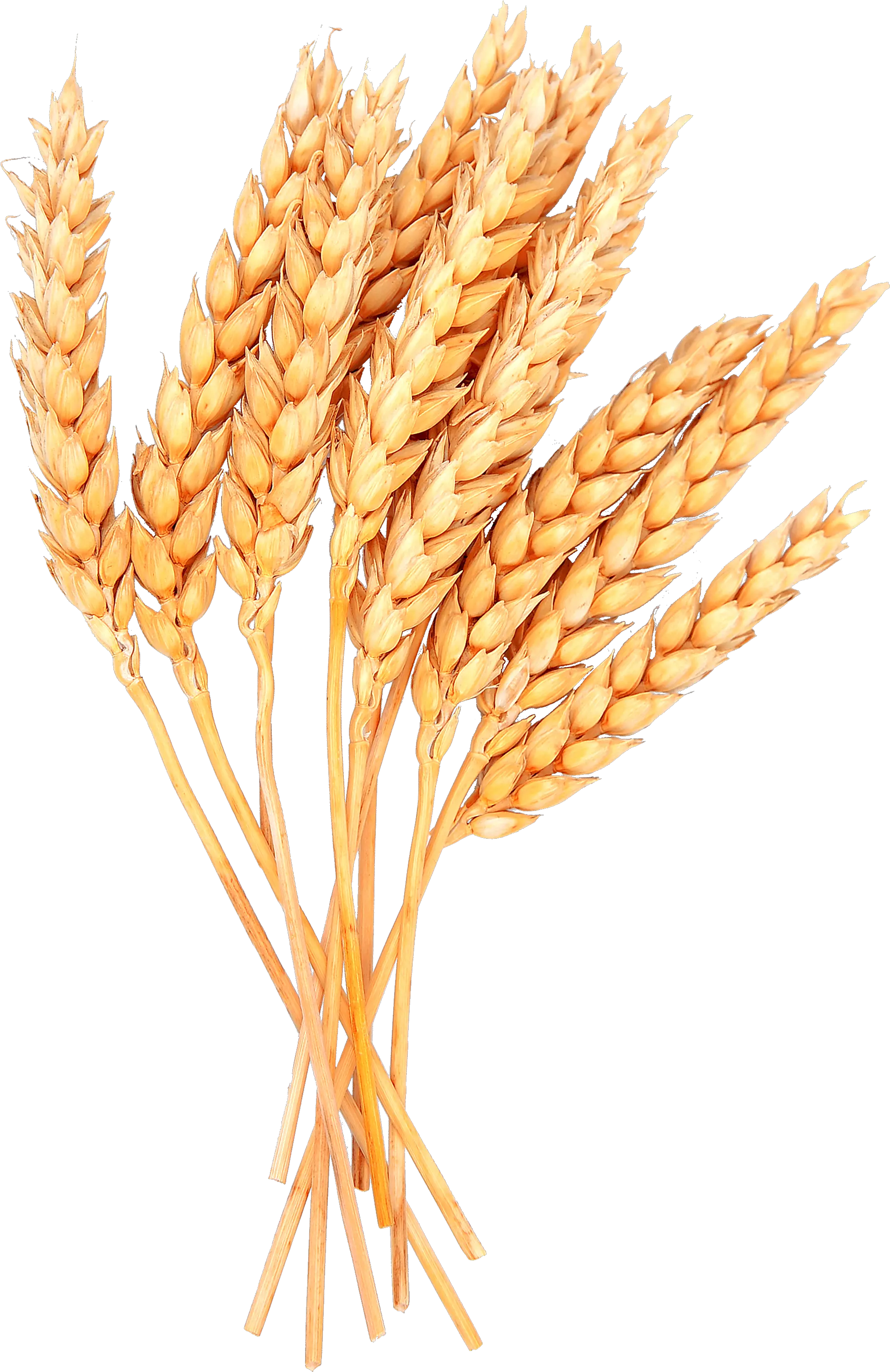 Wheat Png Image Sheaf Of Wheat Png
