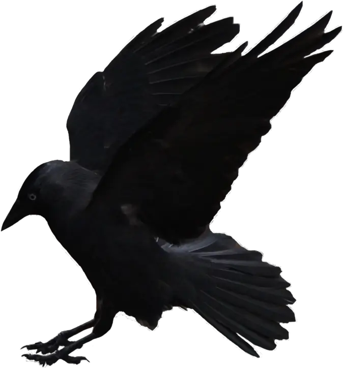 Flying Crows Png Download American Crow