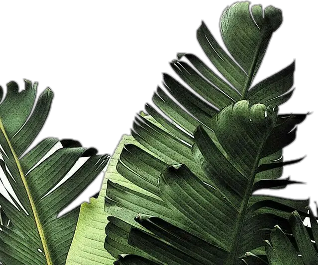 Transparent Leaf Png Tumblr Dark Green Leaves Png