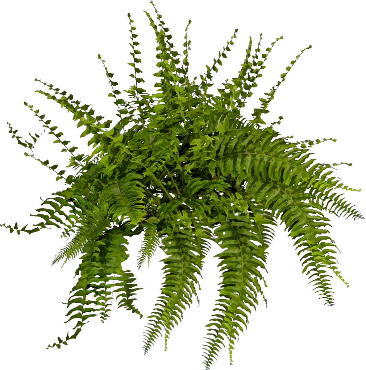 Boston Fern Png