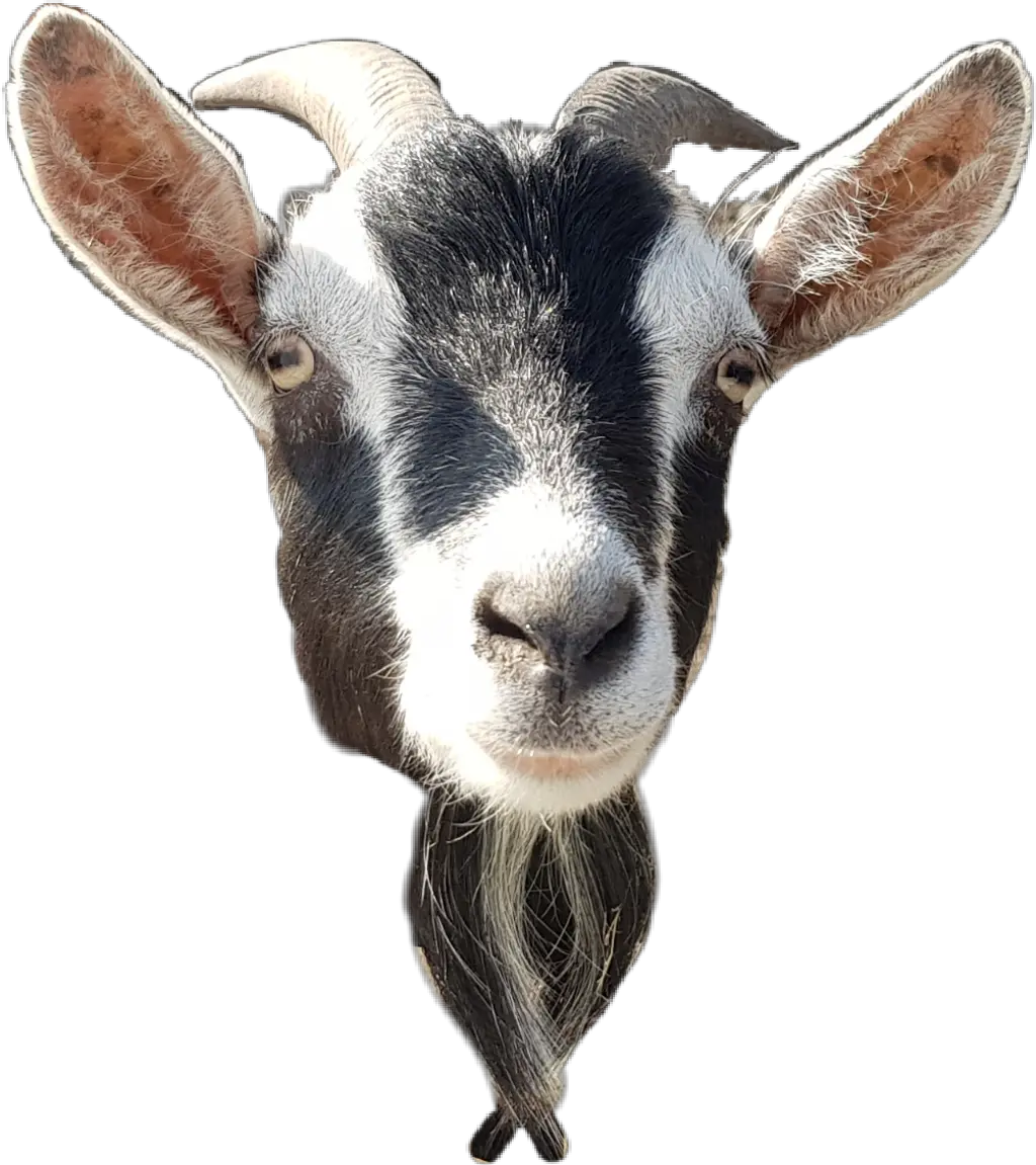 Goat Head Png