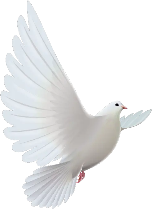 mq white dove bird birds Dove Picsart Bird Hd