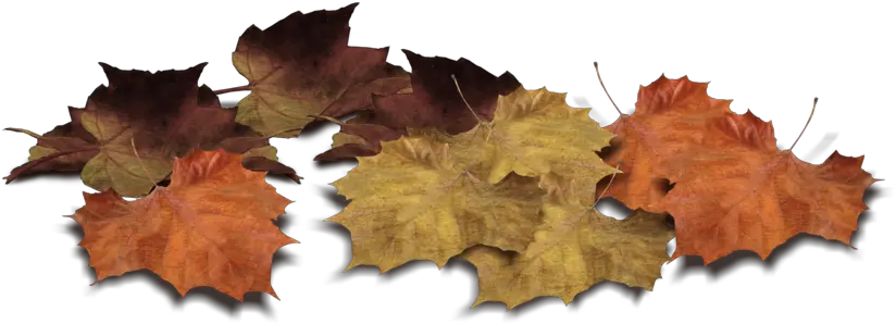 Pile Of Autumn Leaves Png