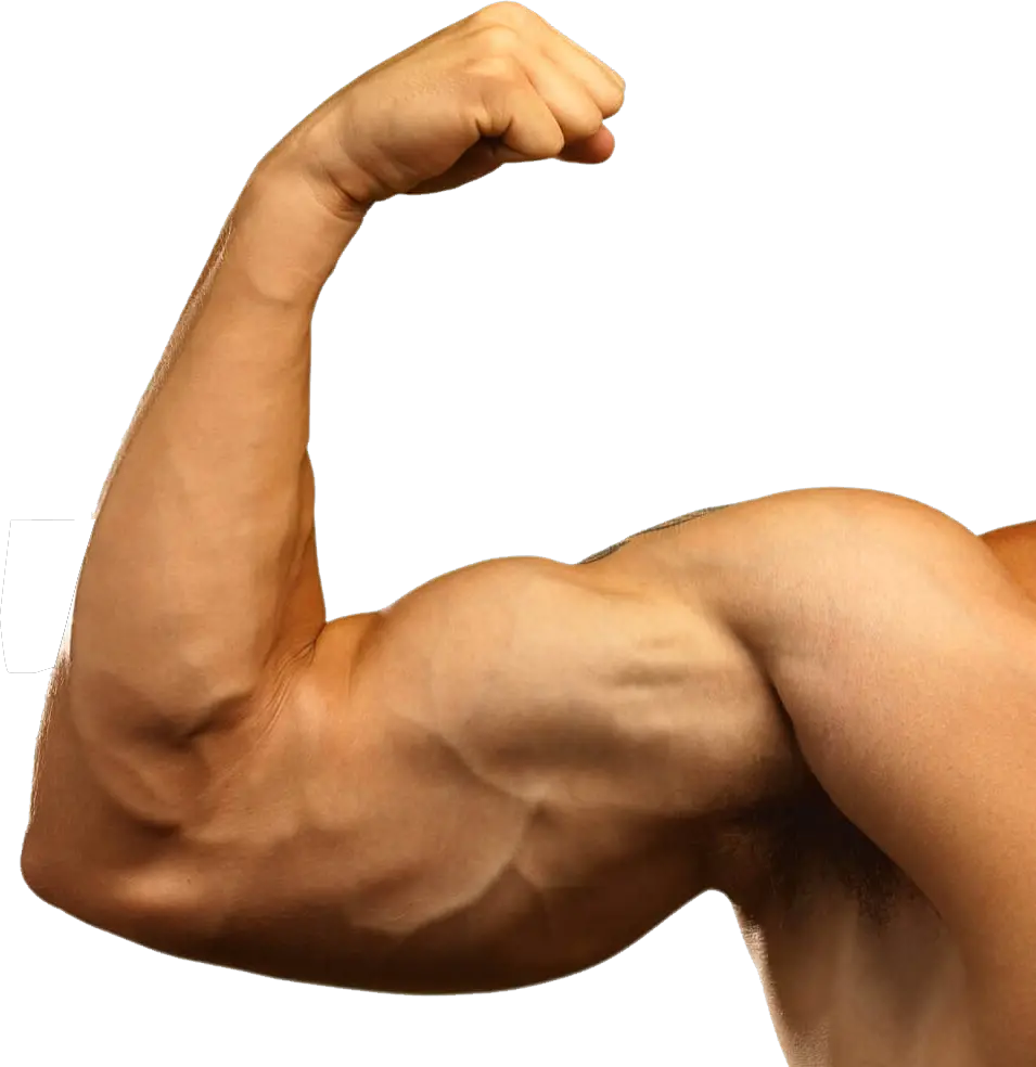 Muscle Hand Png Muscle Arm Png