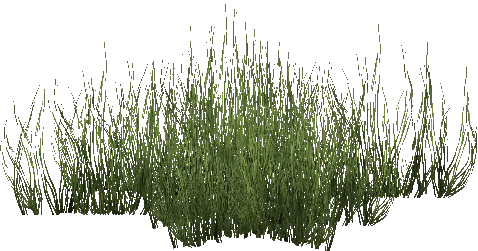 Green Seagrass Grass Seagrass Png