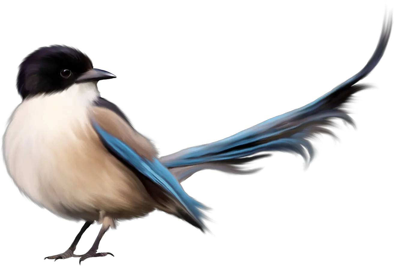 Free Bird Png Images Bird Png