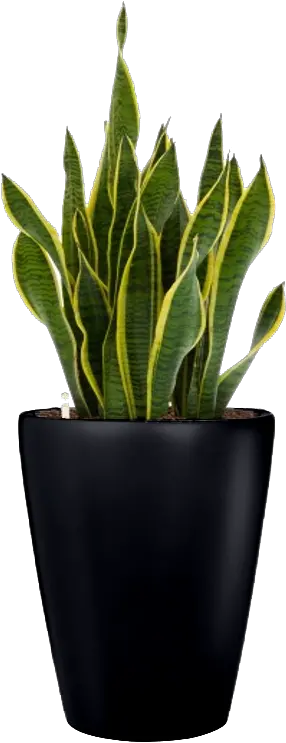 Transparent Small Plant Png