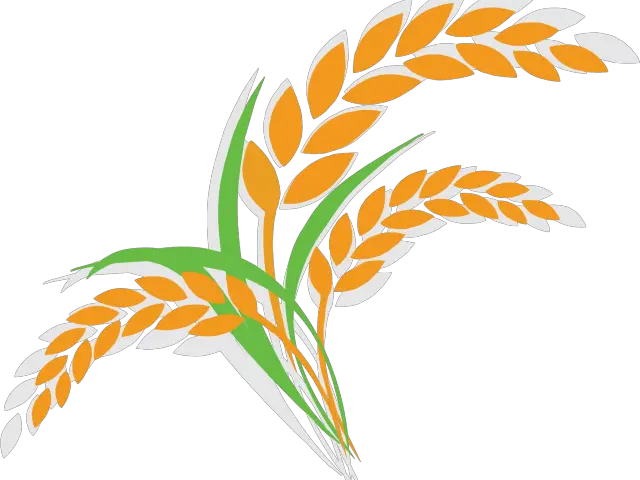 Transparent Rice Clipart Rice Plant Clipart Png