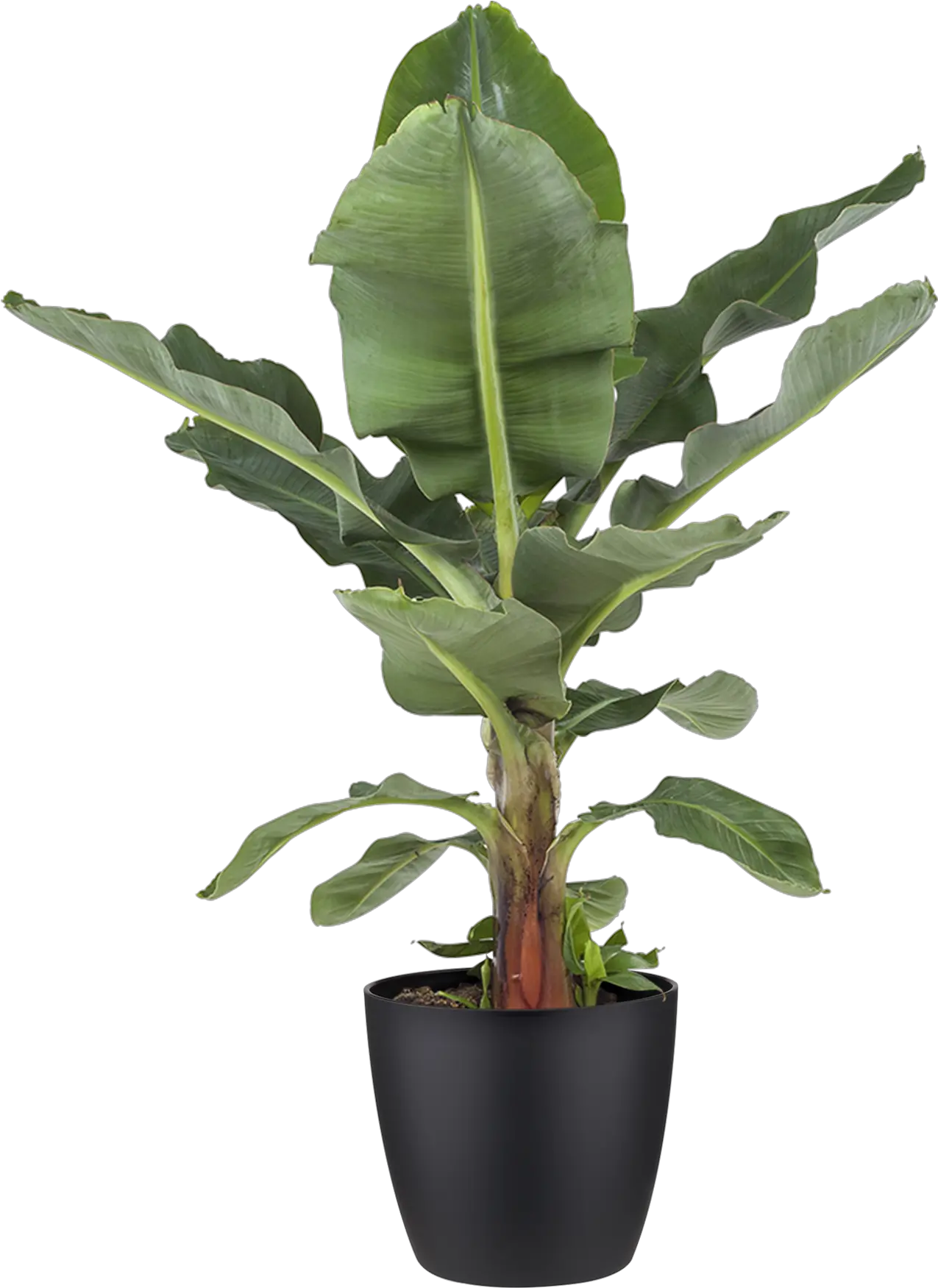 Potted Plant Banana Plant Indoor Plant Black Pot