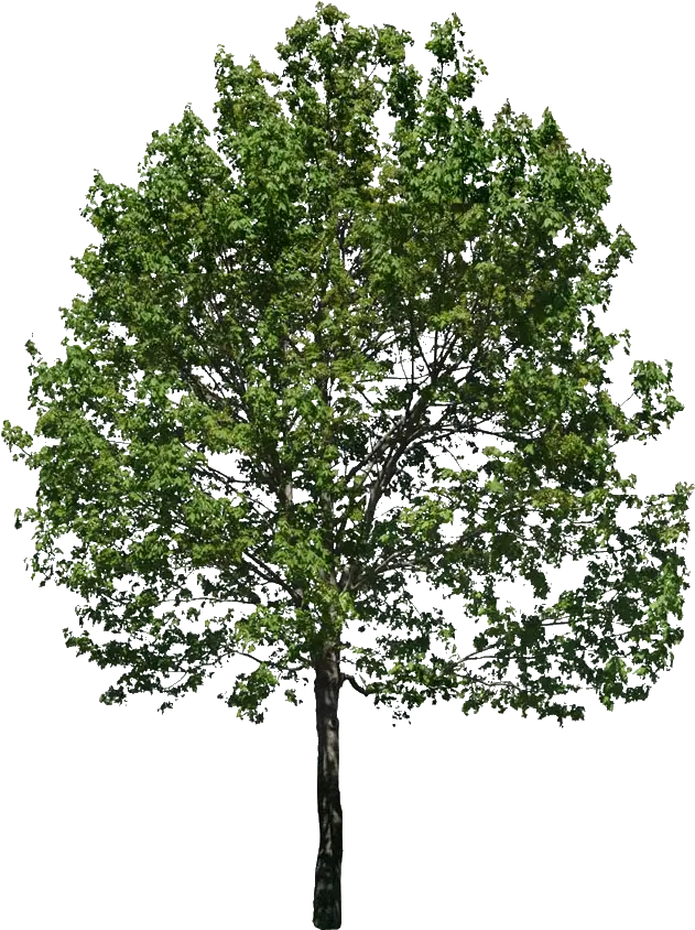 Imágenes Para Fotomontaje Arboles Png Para Renders