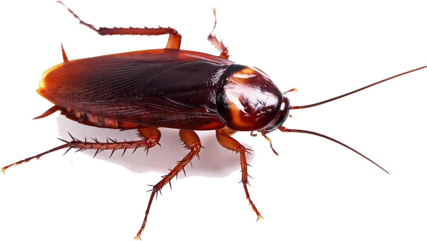 Cockroach Png High-quality Image Cockroach Png