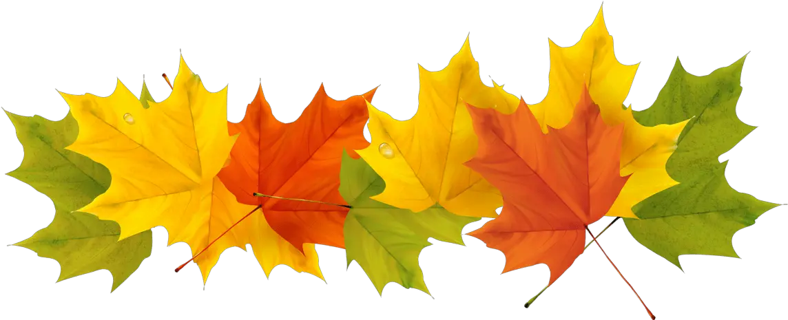 Transparent Fall Leaf Clipart No Background Transparent Background Fall Leaves Png