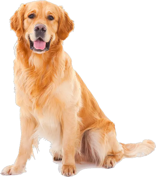 Golden Retriever Puppy Png