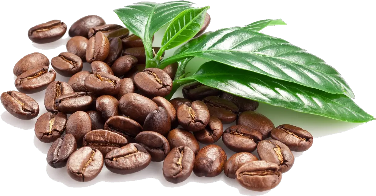 Download Coffee Beans Png Image Coffee Bean Png File