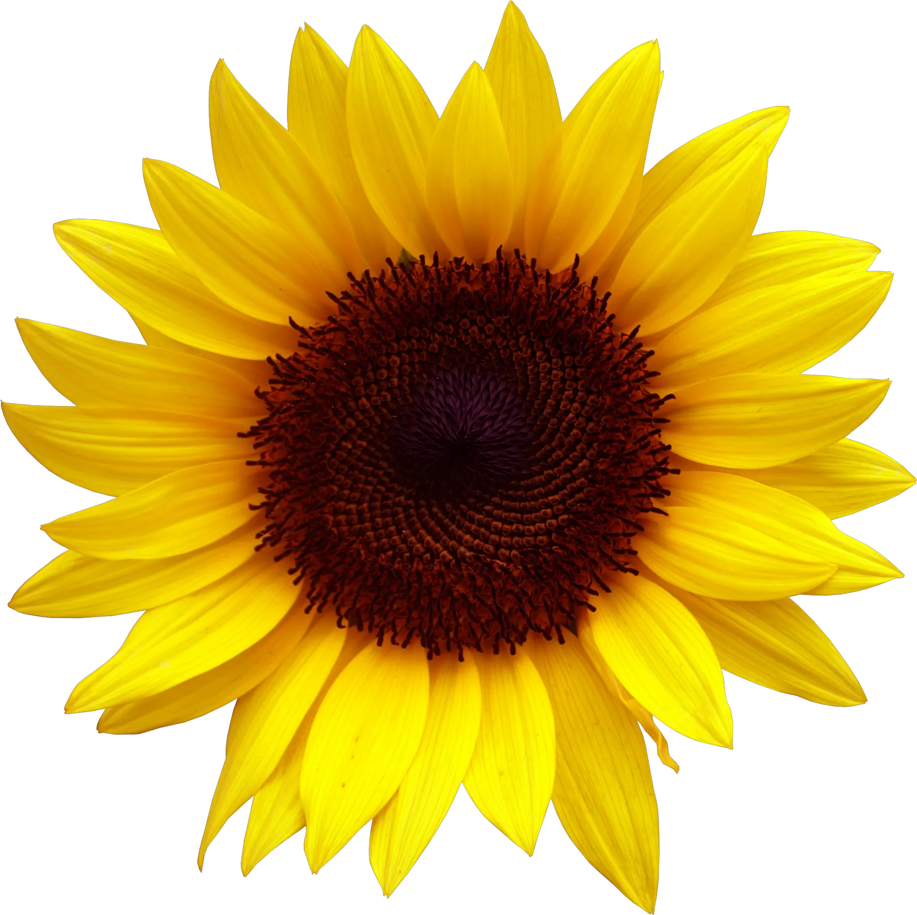 Sunflower Clipart Png