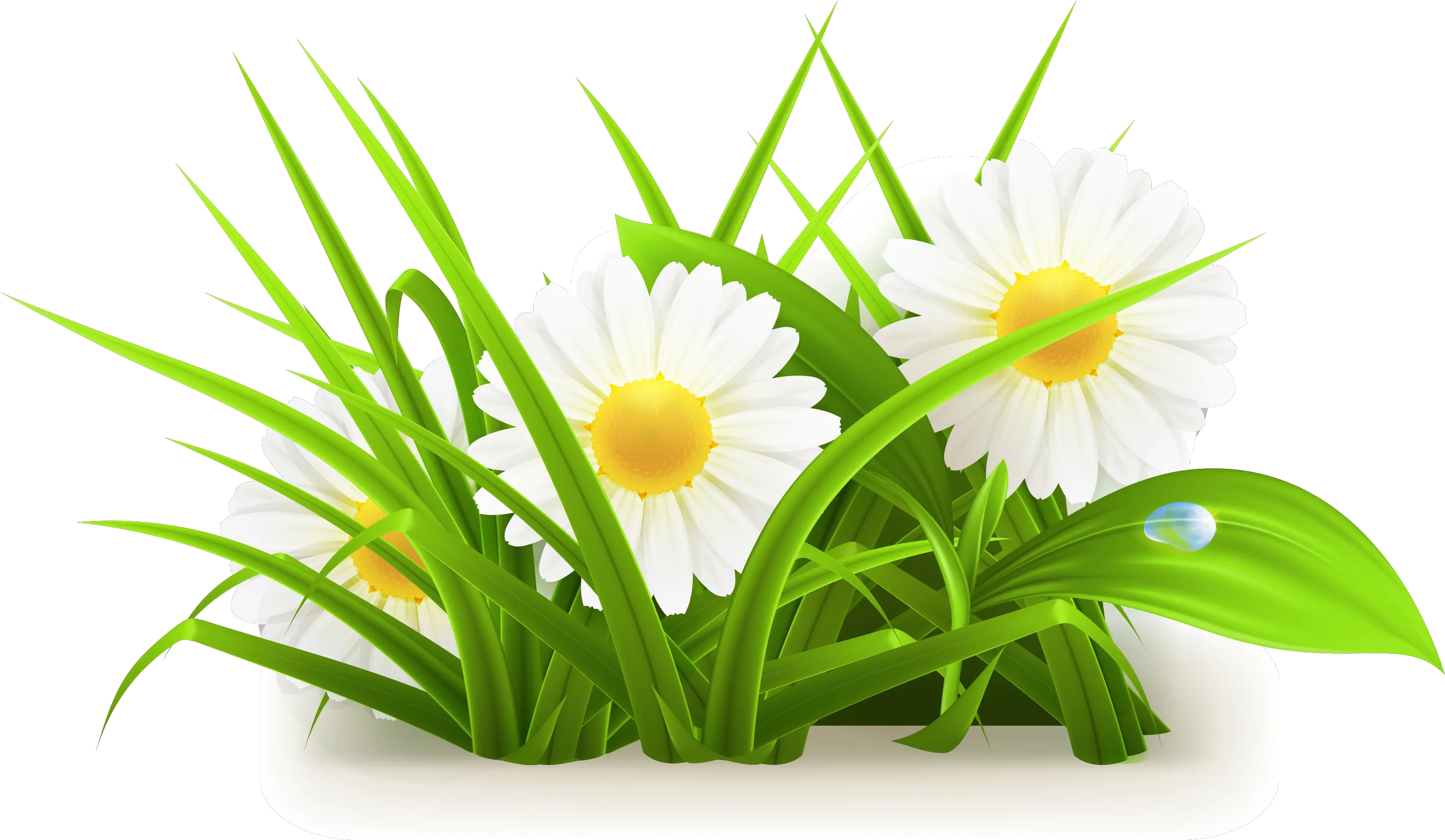 Daisy Clipart Grass Grass Flowers Vector Png