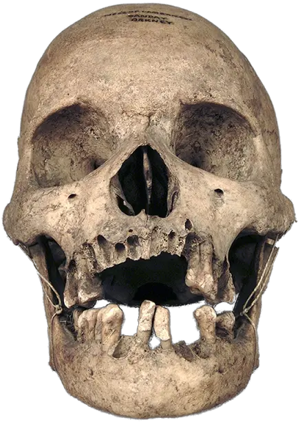 Anthropology Real Skull Transparent Background