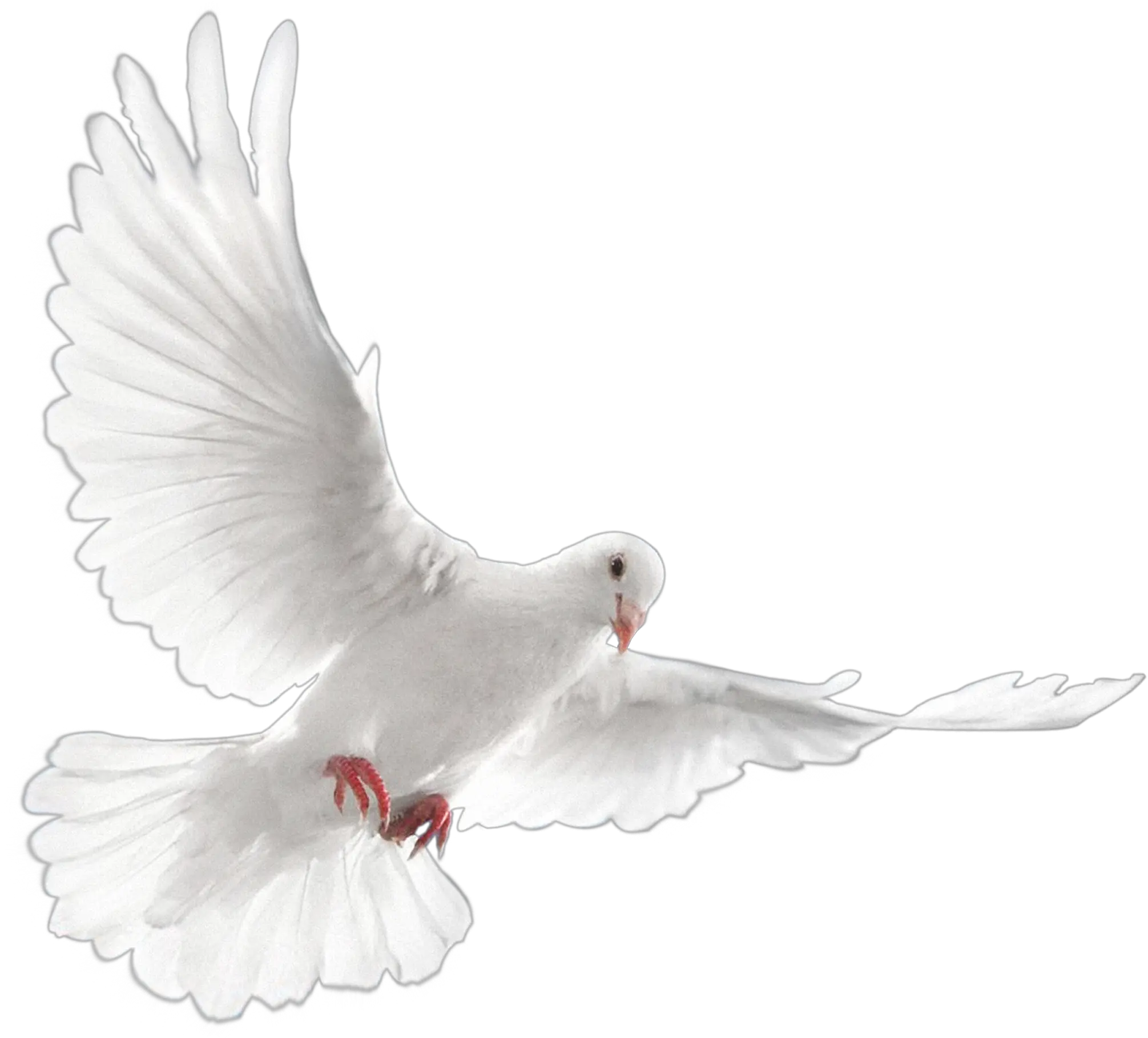 Transparent Wedding Doves Png Dove Rest In Peace