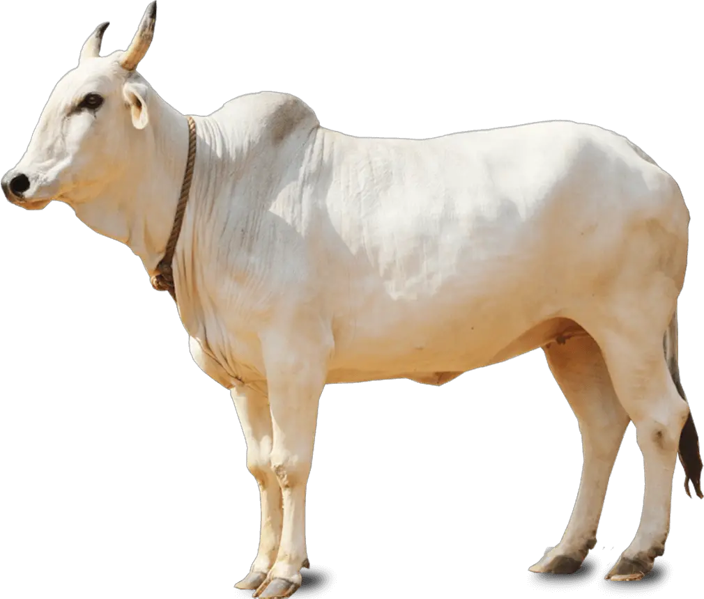 Indian Cow Png