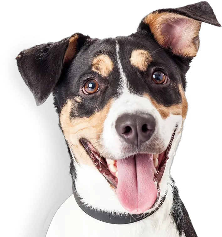 Happy Dog Happy Dogs Images Free Download