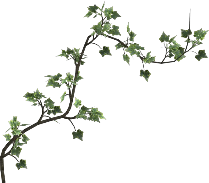 Graphic Freeuse Download Ivy Transparent Psd Poison Ivy Vines Png