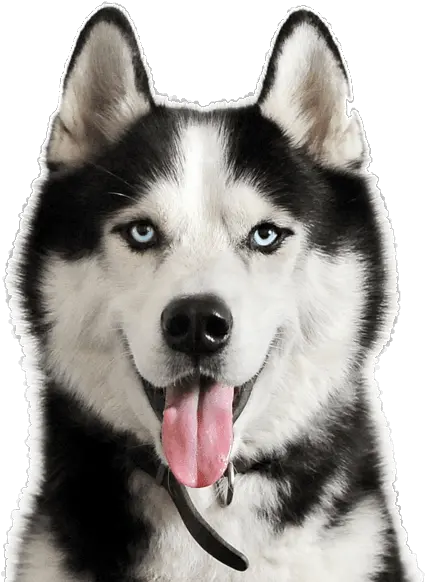 Husky Puppy Png Transparent Siberian Husky Png