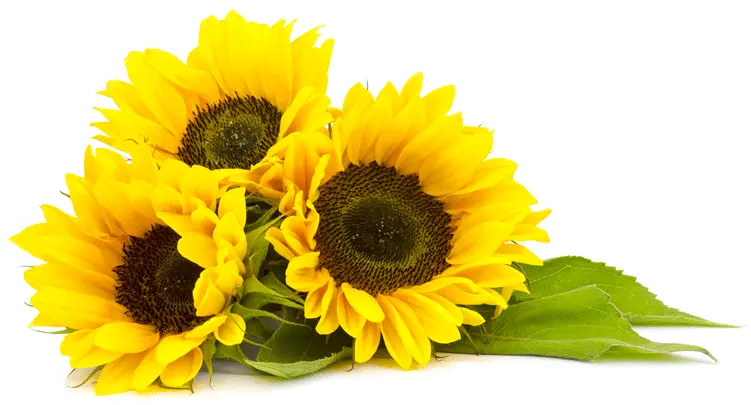 Sunflowers Png Phool Sunflower Png