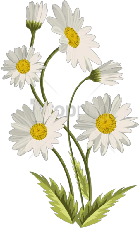 Daisy Transparent Background Daisies Png