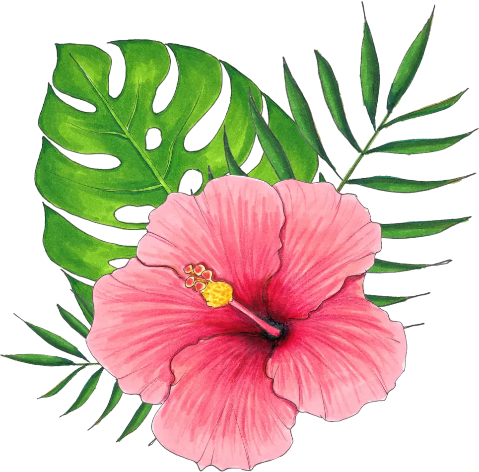 Hand Painted A Hibiscus Flower Png Transparent Hawaiian Flowers Transparent Background