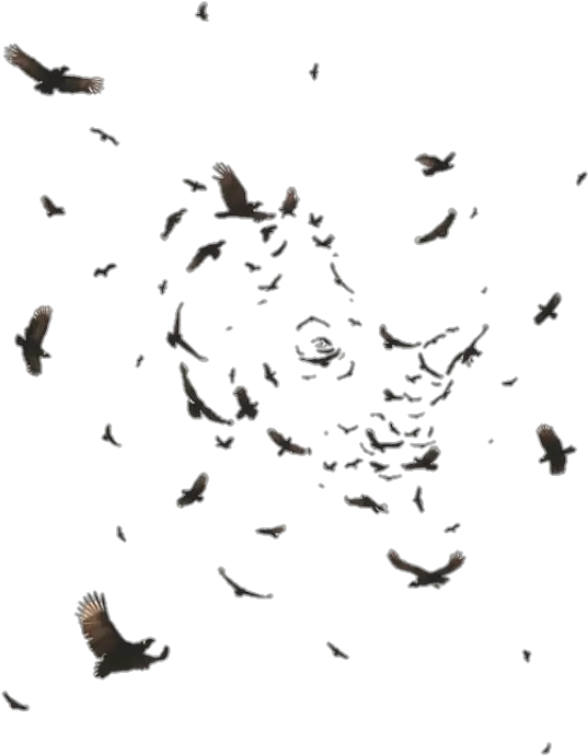 Flock Of Ravens Flying