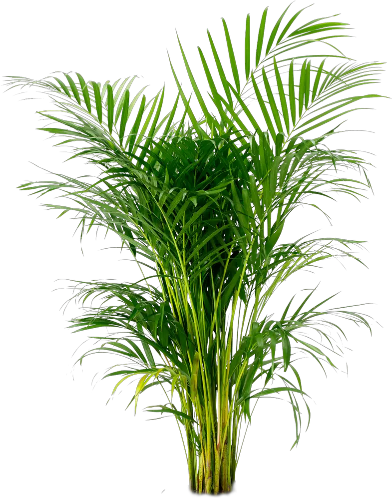 Potted Plant Png -areca Palm