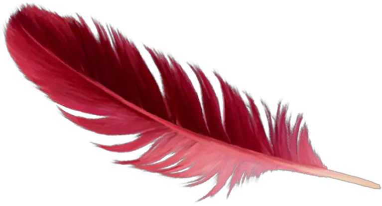 Red Feather Png Real Red Feather Png