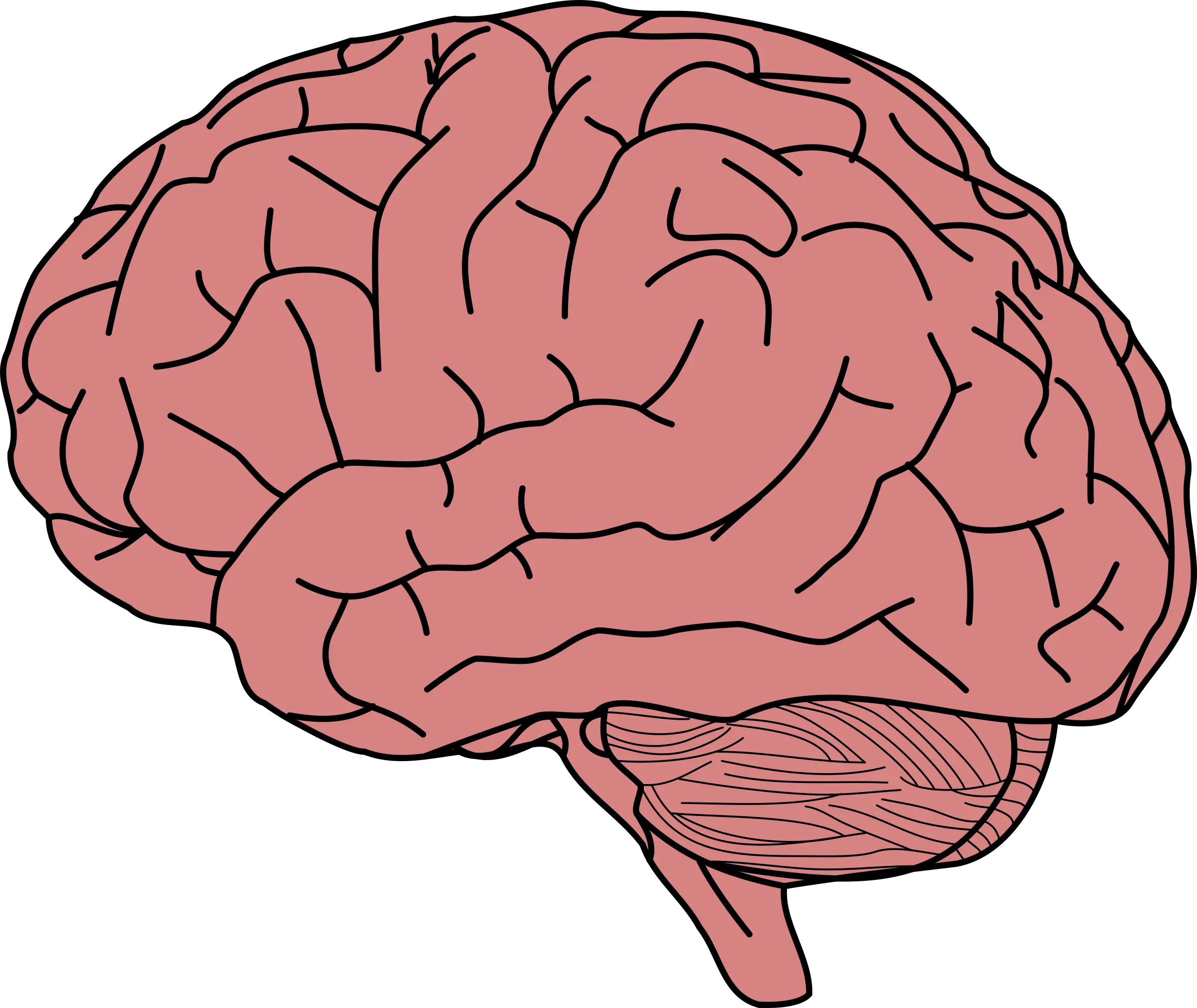 Brain With No Background