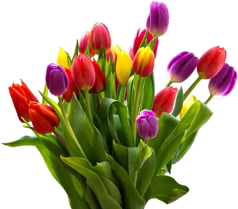 Easter Flower Png Bunch Of Tulips Png