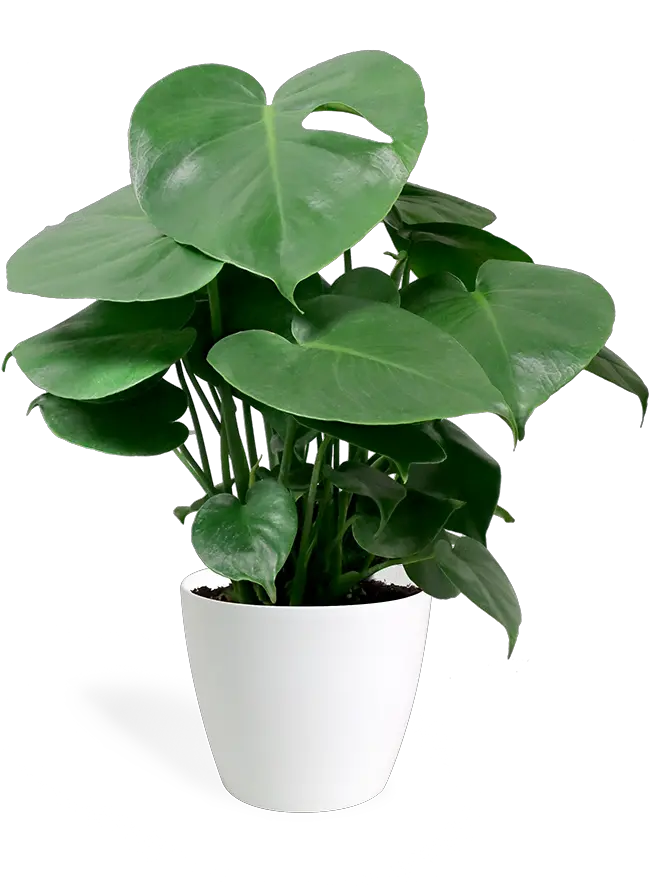 Small Houseplant Png