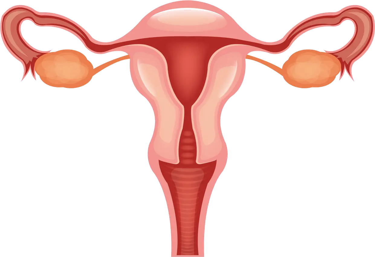 Vagina Clip Svg Free Female Reproductive System Clipart