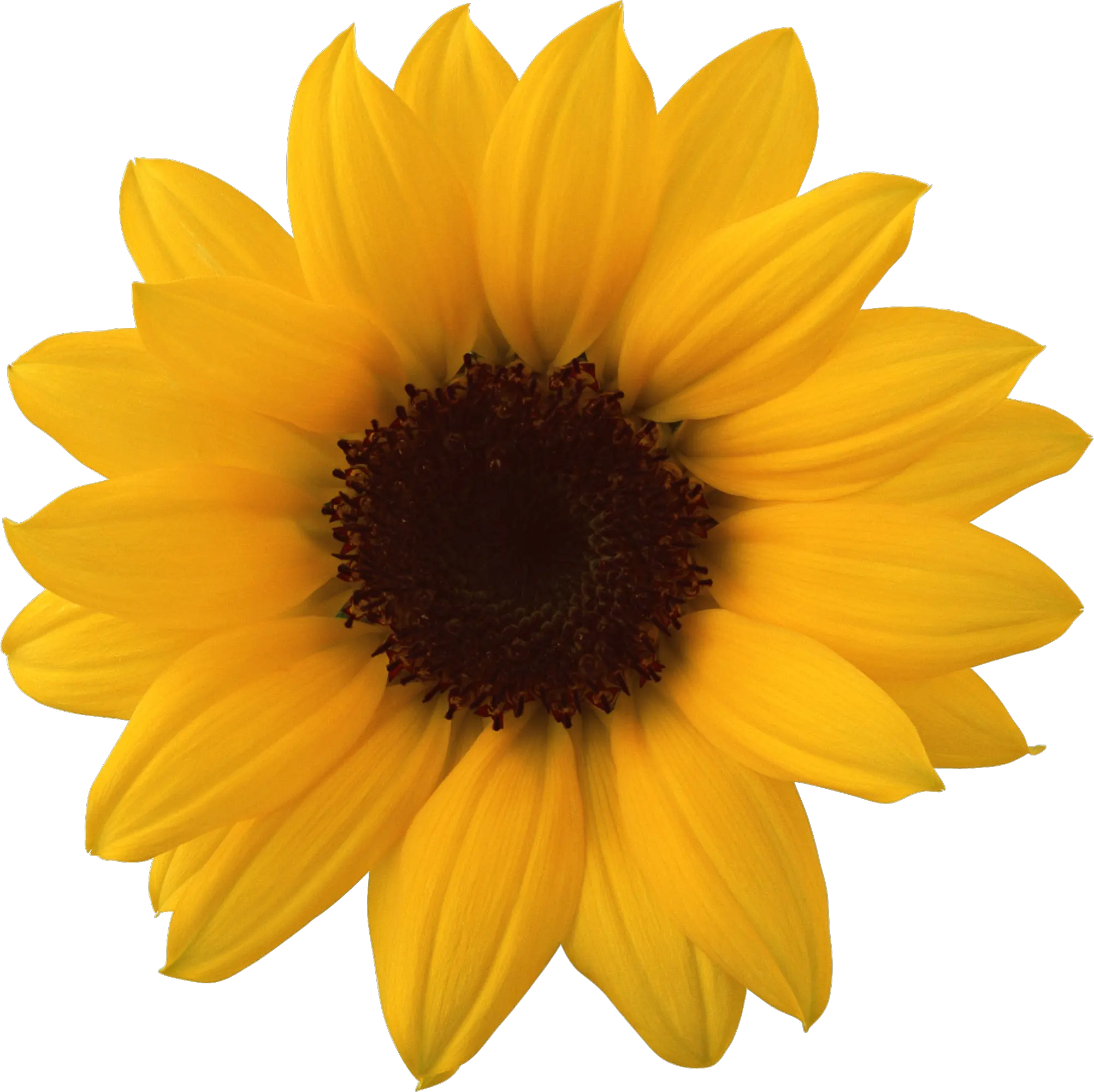 Sunflower Png Transparent Background Sunflower Png