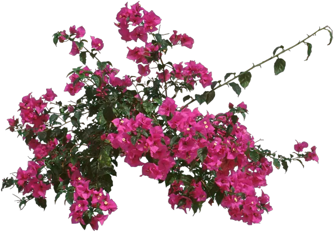 Loosestrife And Pomegranate Family Bougainvillea Top View Psd