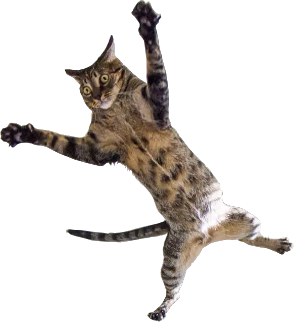 Kitten Jumping Png Cat Jumping Transparent Background